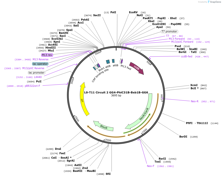 219694-plasmid-map-sequence-id-435726