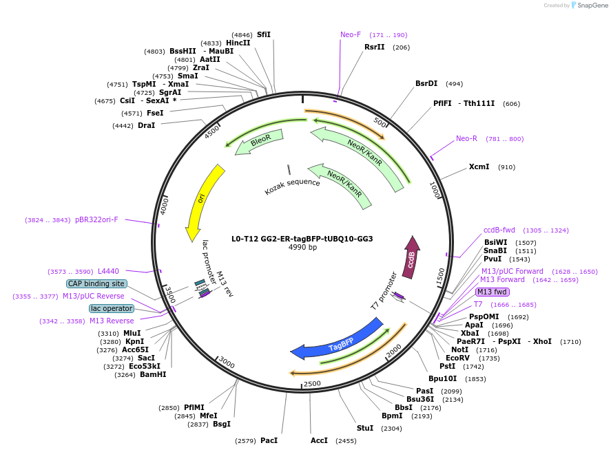 219695-plasmid-map-sequence-id-435727