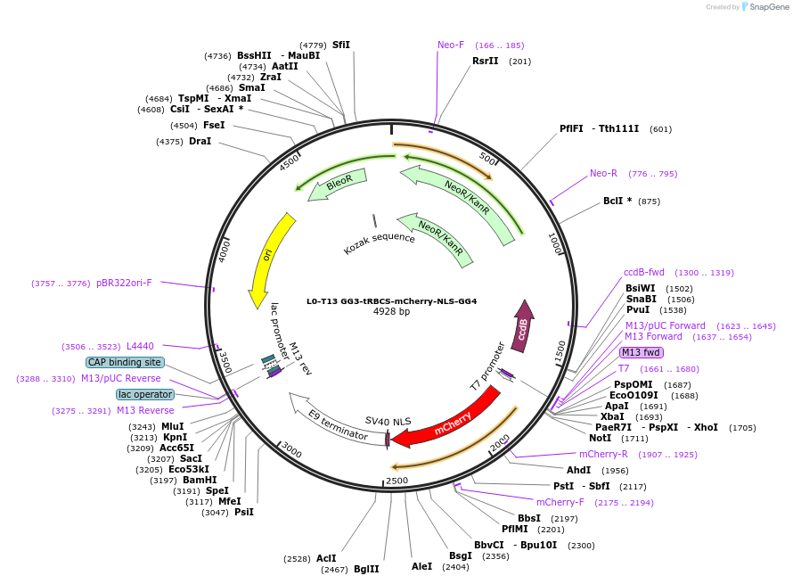 219696-plasmid-map-sequence-id-435728