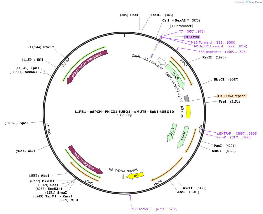 219699-plasmid-map-sequence-id-435730