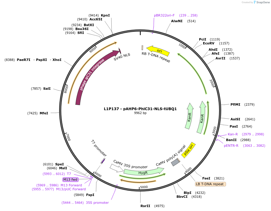 219702-plasmid-map-sequence-id-435732
