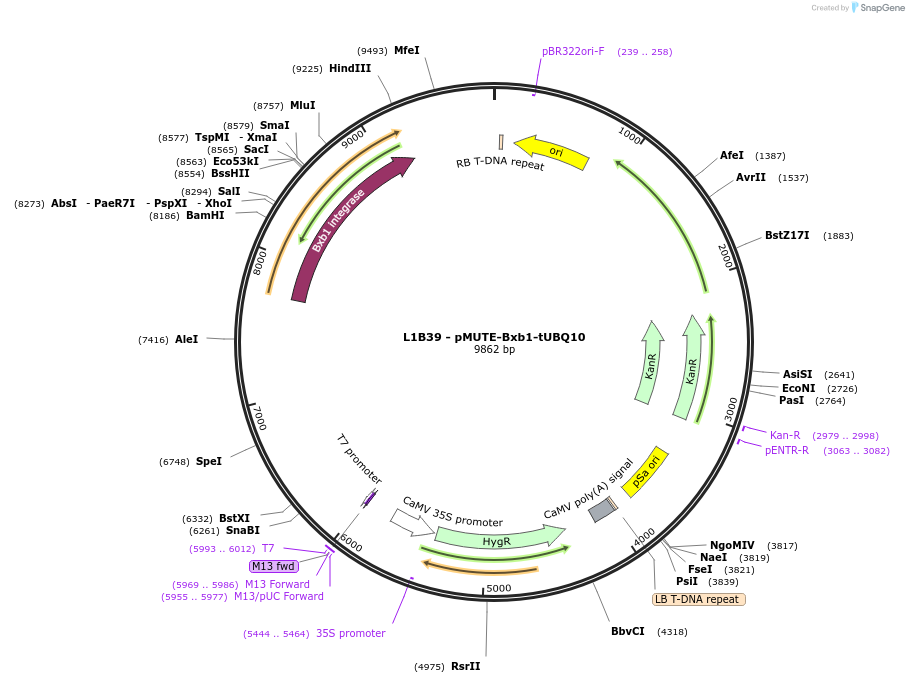219704-plasmid-map-sequence-id-435734