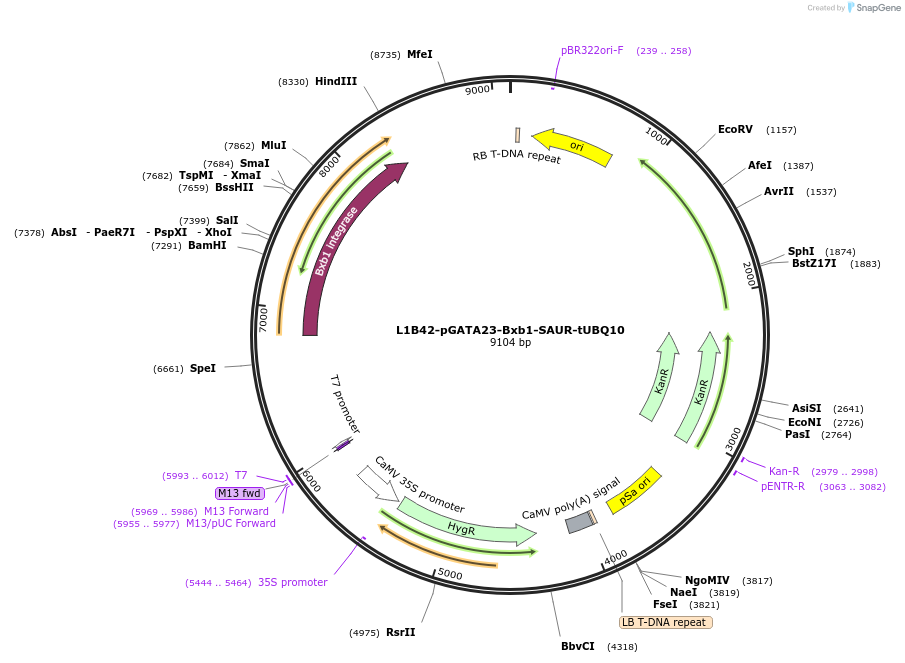 219705-plasmid-map-sequence-id-435735
