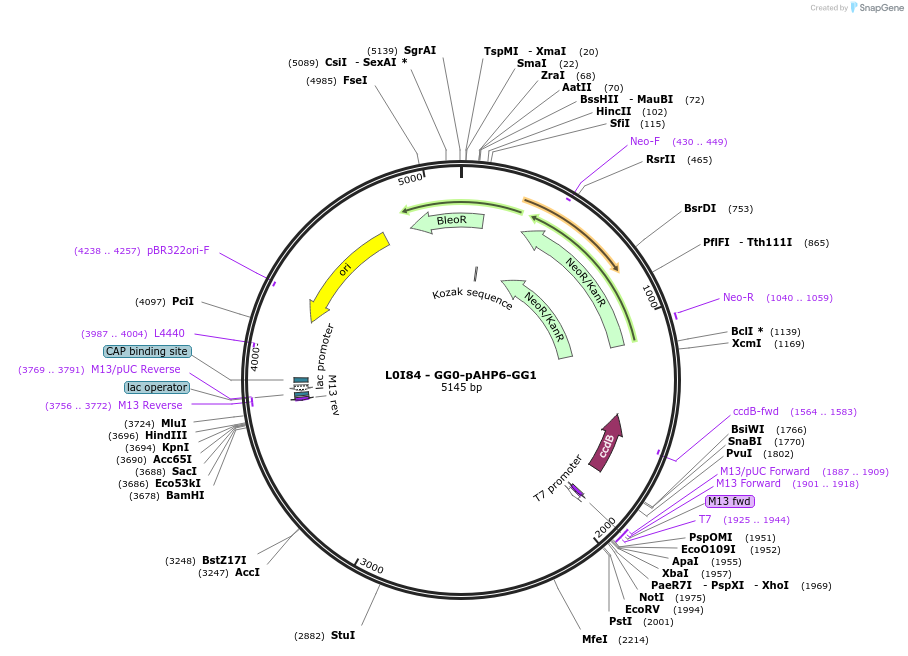 219706-plasmid-map-sequence-id-435736