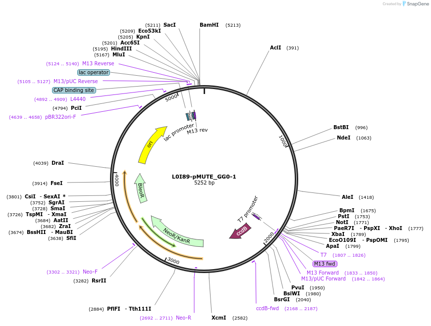 219708-plasmid-map-sequence-id-435737