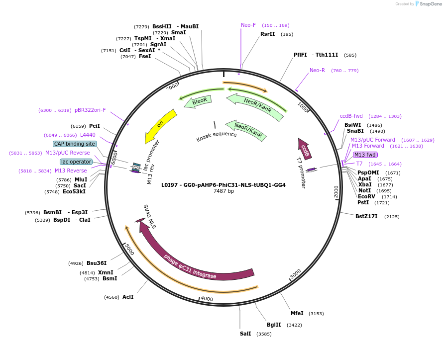 219711-plasmid-map-sequence-id-435738