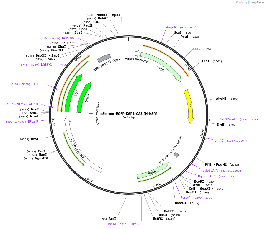 217769-plasmid-map-sequence-id-435786