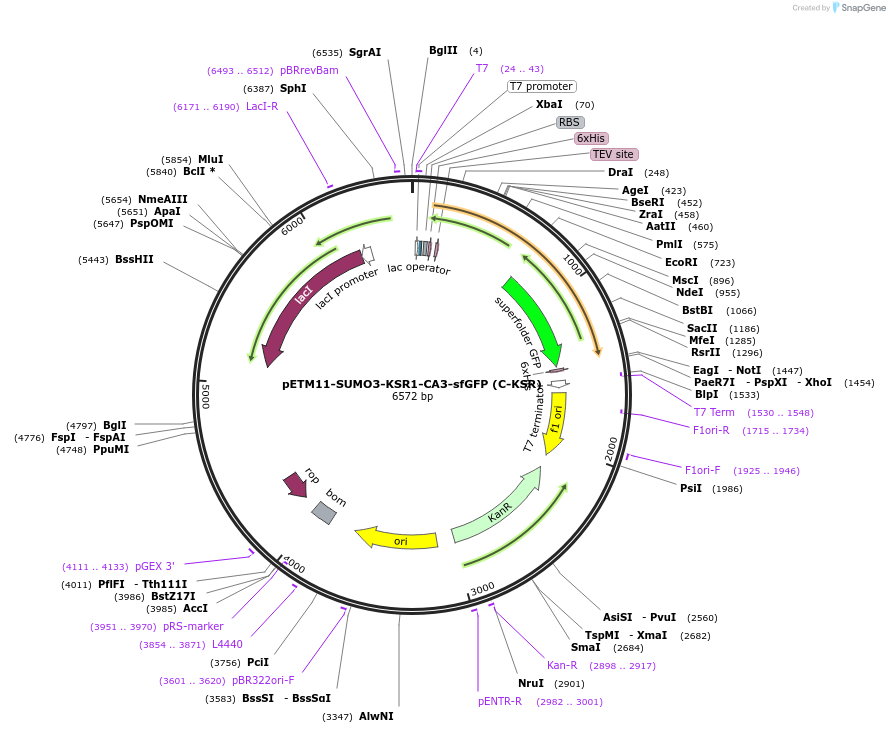 217766-plasmid-map-sequence-id-435787