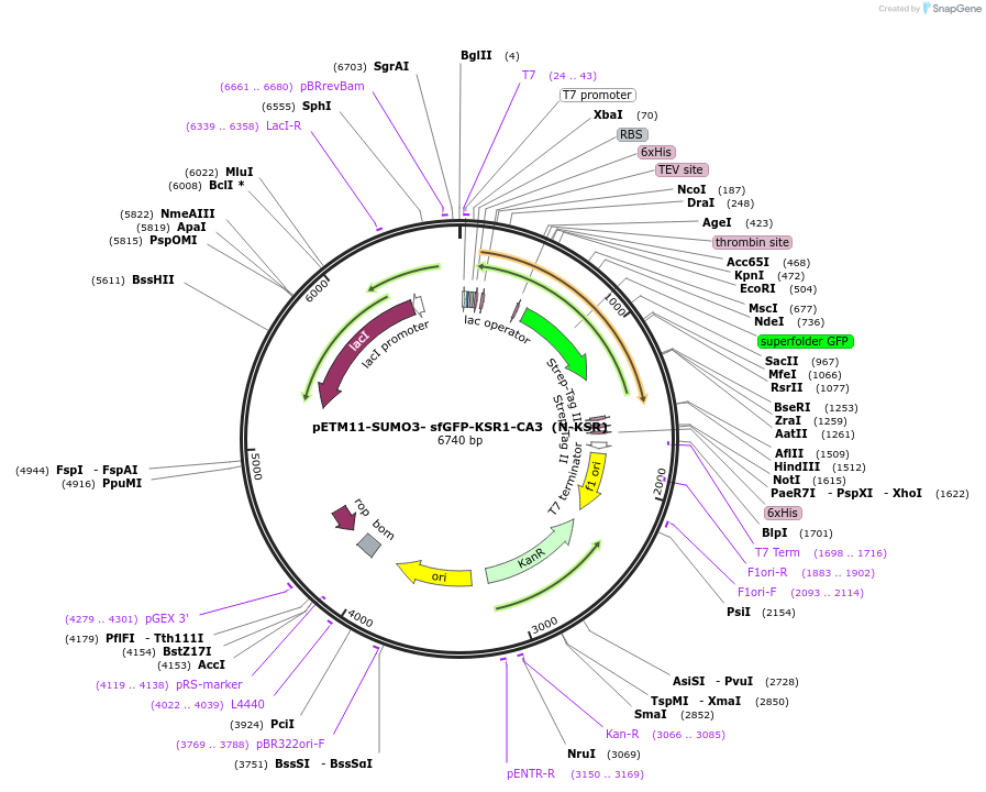 217767-plasmid-map-sequence-id-435788