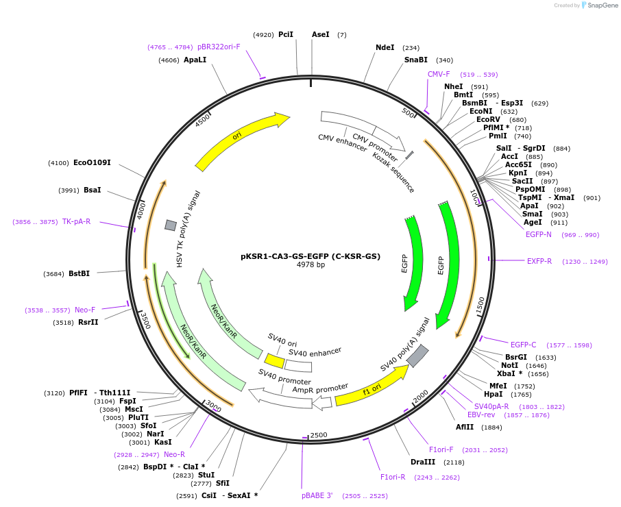 217757-plasmid-map-sequence-id-435789