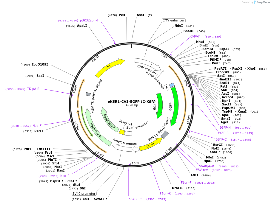 217753-plasmid-map-sequence-id-435793