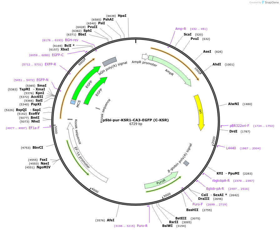 217768-plasmid-map-sequence-id-435794