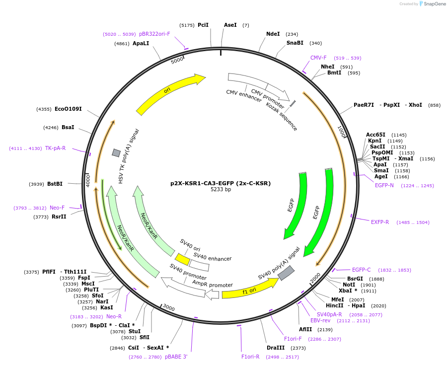 217756-plasmid-map-sequence-id-435795