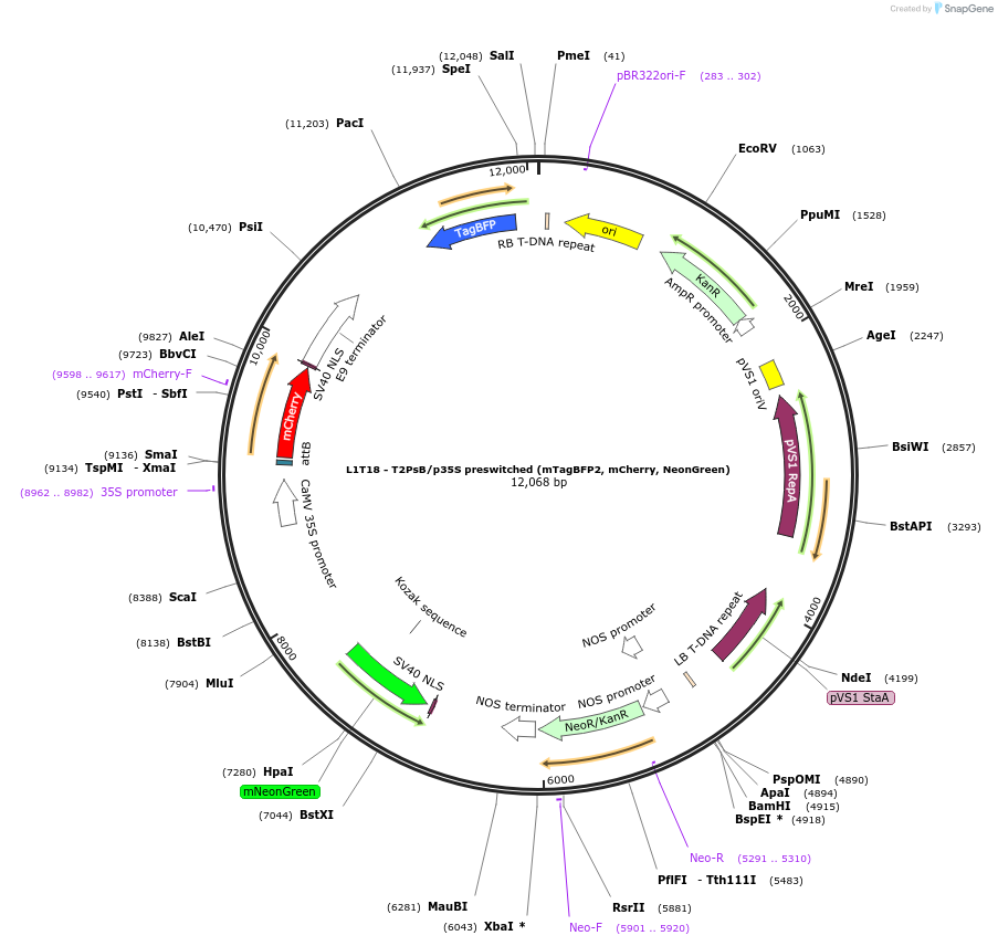 219690-plasmid-map-sequence-id-435857