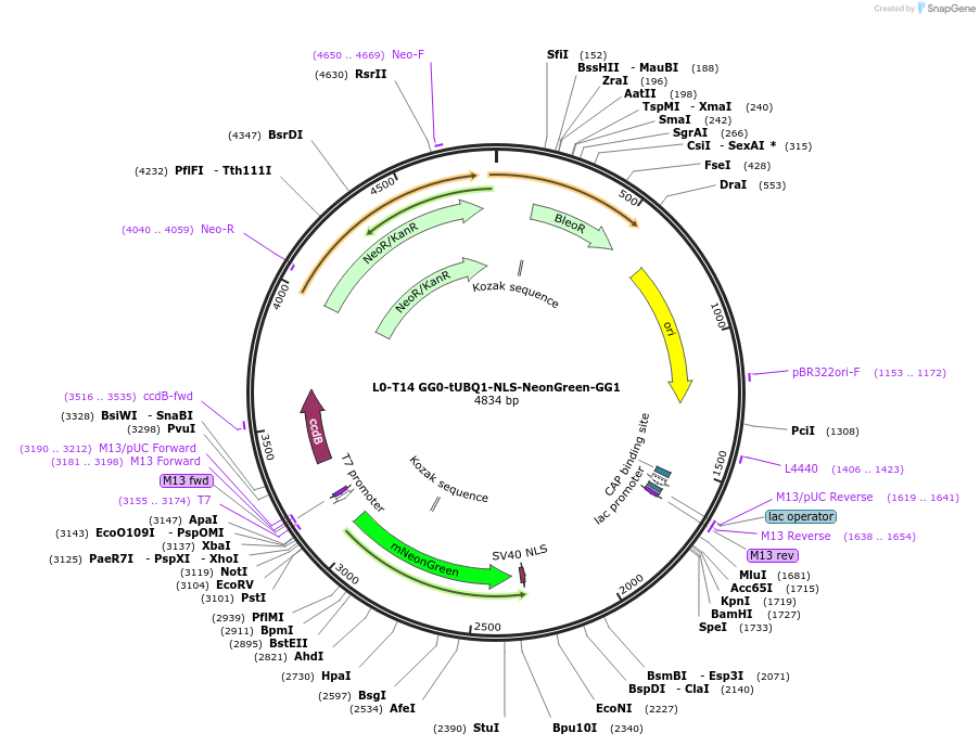 219697-plasmid-map-sequence-id-435859