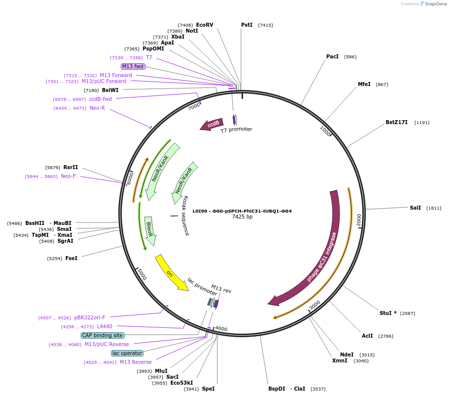219709-plasmid-map-sequence-id-435862