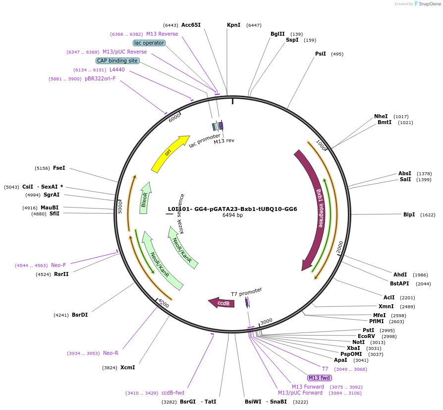 219712-plasmid-map-sequence-id-435863