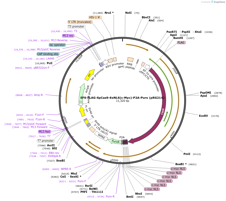 221385-plasmid-map-sequence-id-435944
