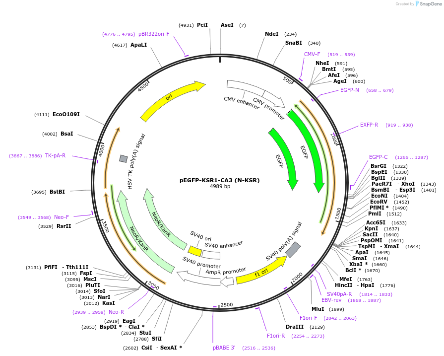 217755-plasmid-map-sequence-id-435971