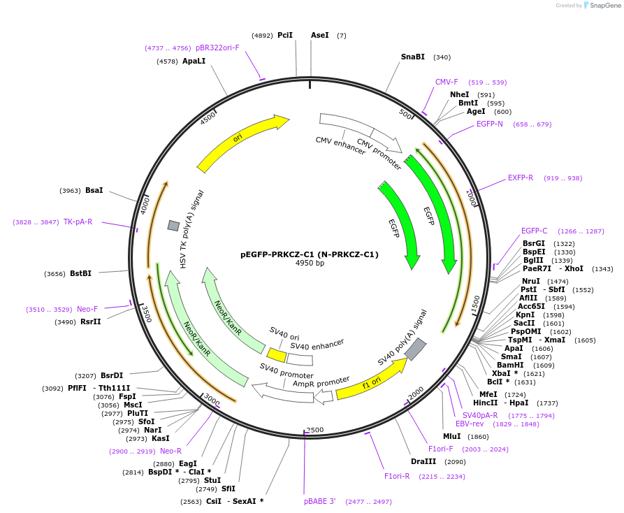 217760-plasmid-map-sequence-id-435972