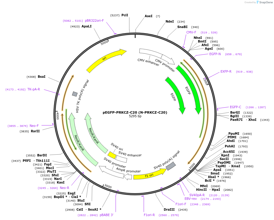 217762-plasmid-map-sequence-id-435974