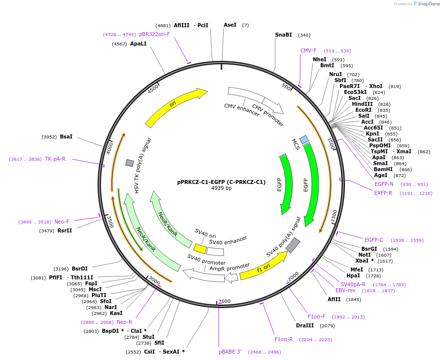 217759-plasmid-map-sequence-id-435978