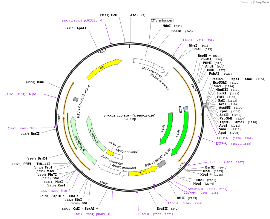 217761-plasmid-map-sequence-id-435979
