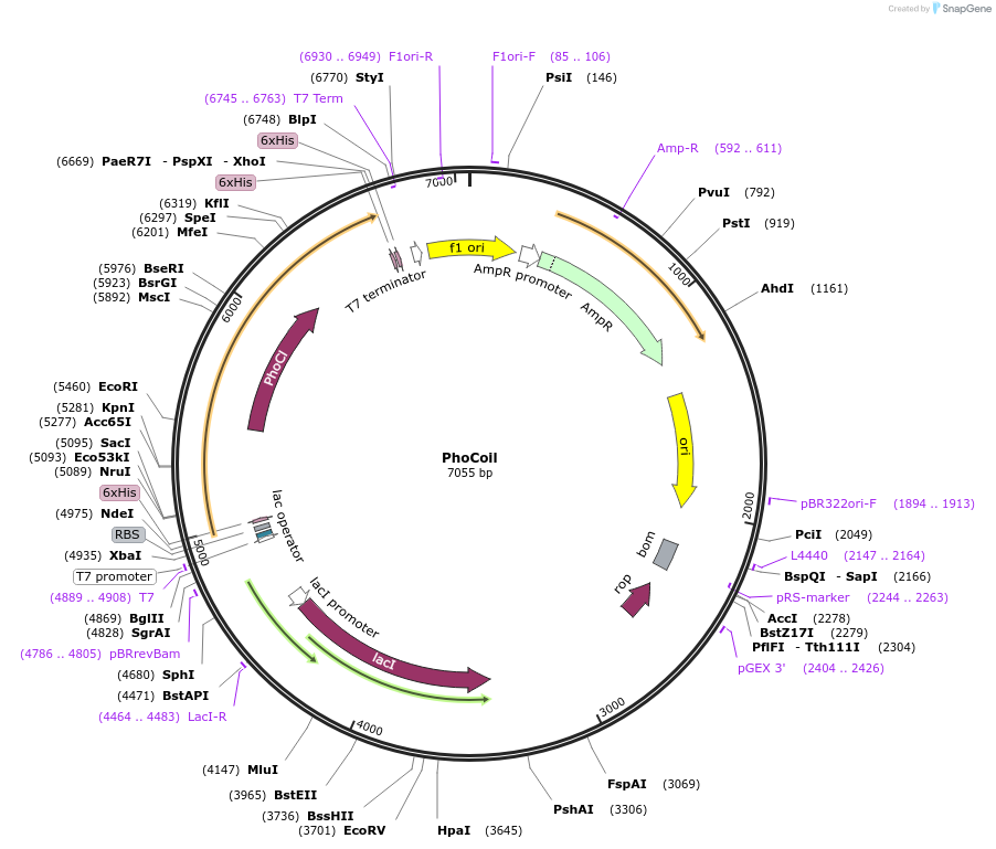 220444-plasmid-map-sequence-id-435990