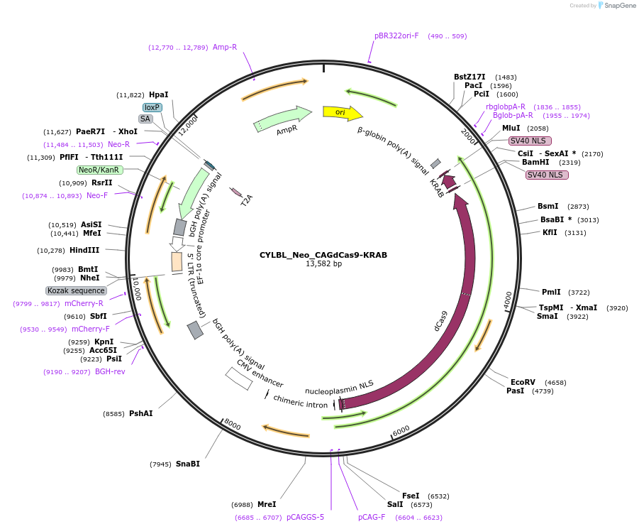 220439-plasmid-map-sequence-id-435993