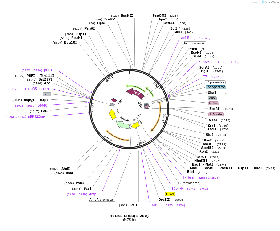 217981-plasmid-map-sequence-id-436000