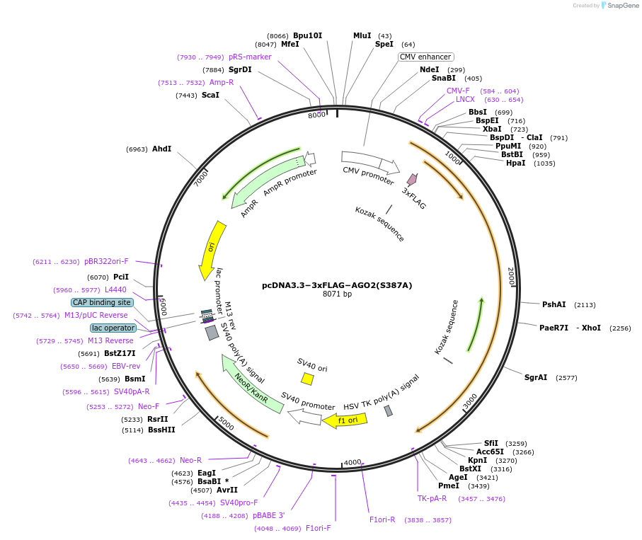 220462-plasmid-map-sequence-id-436011