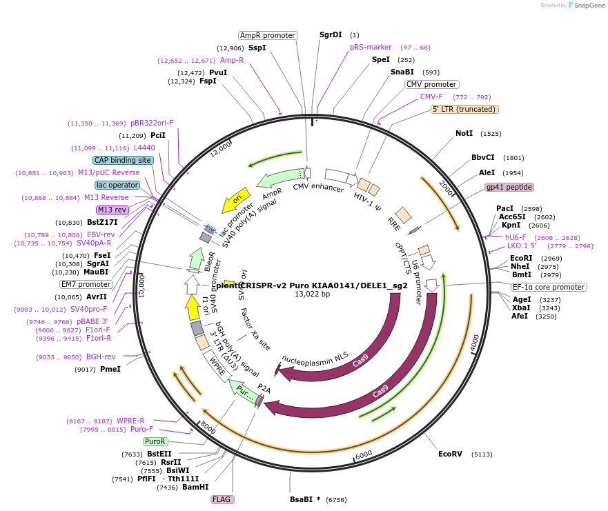 218525-plasmid-map-sequence-id-436016