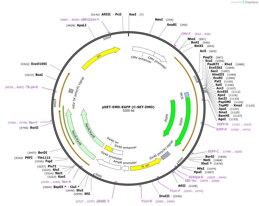 217764-plasmid-map-sequence-id-436017