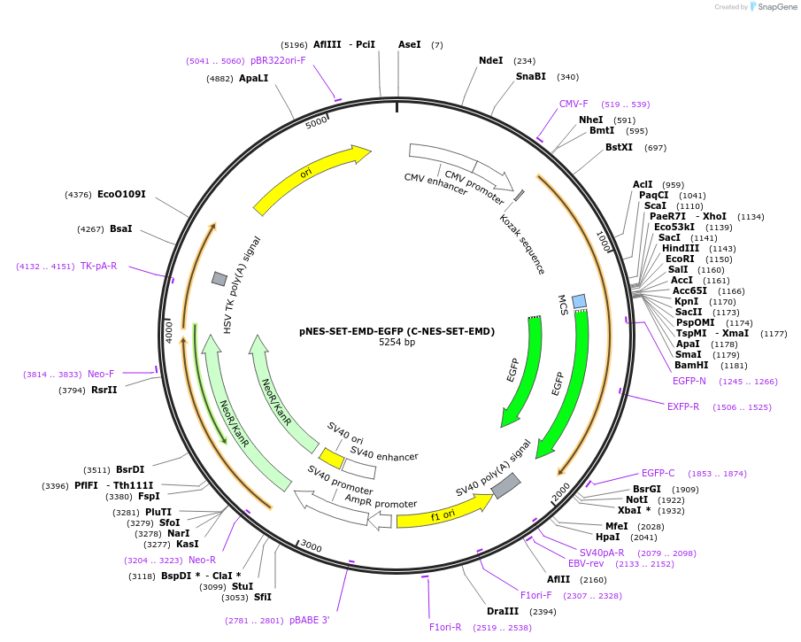 217770-plasmid-map-sequence-id-436018