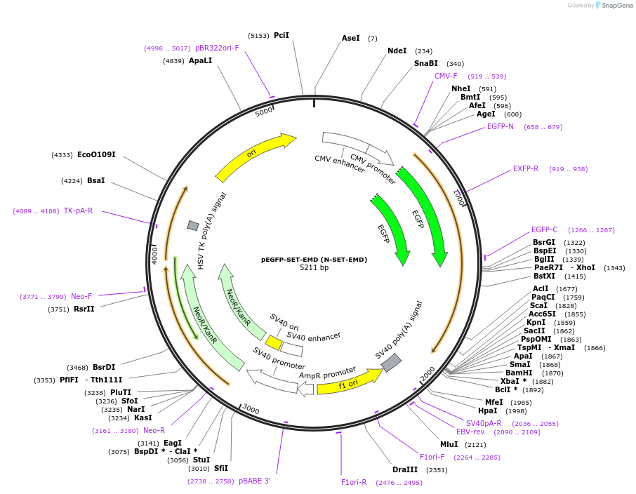 217765-plasmid-map-sequence-id-436020