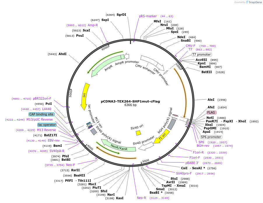 220208-plasmid-map-sequence-id-436021