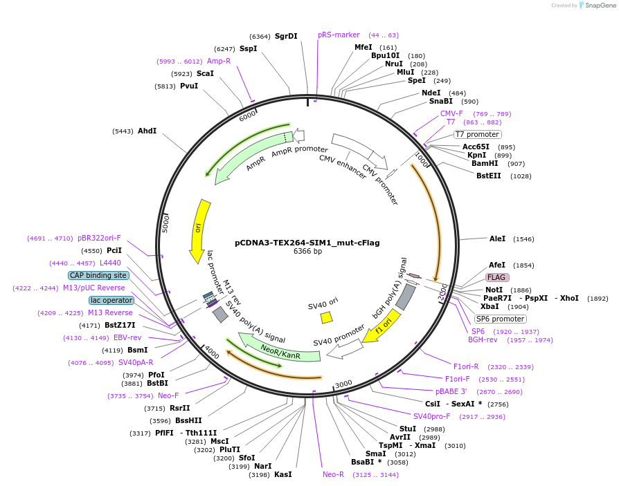 220205-plasmid-map-sequence-id-436027