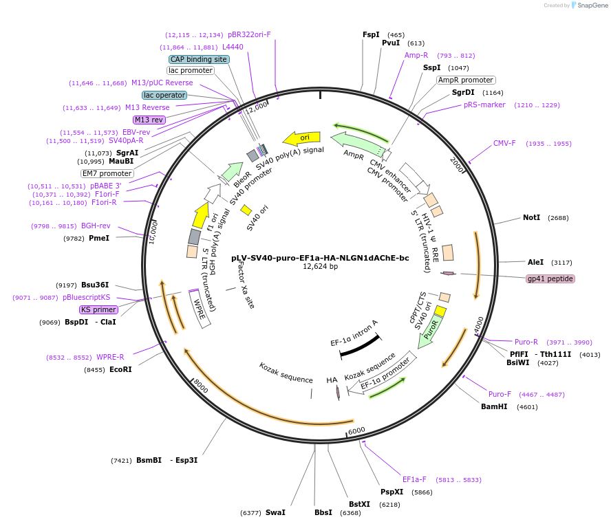 220437-plasmid-map-sequence-id-436030
