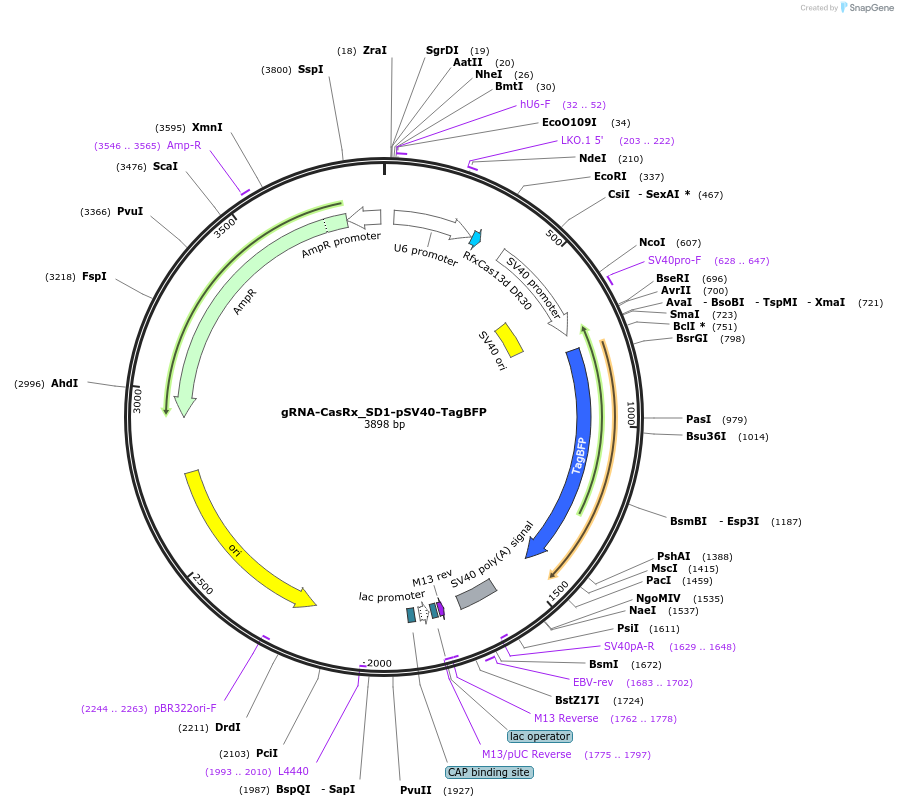 221004-plasmid-map-sequence-id-436033