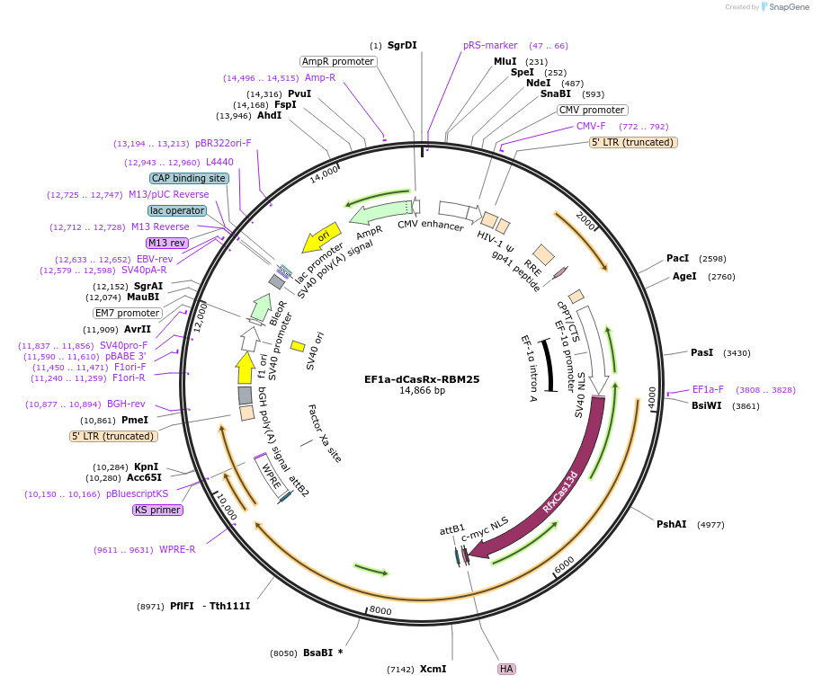 221001-plasmid-map-sequence-id-436034