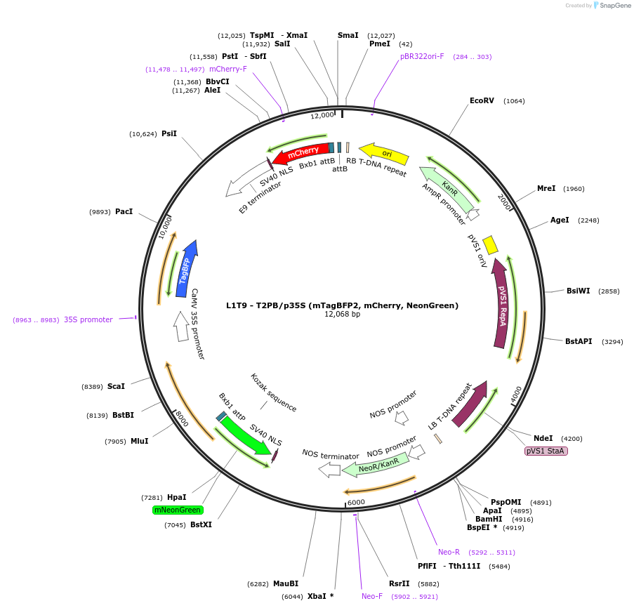 219686-plasmid-map-sequence-id-436048