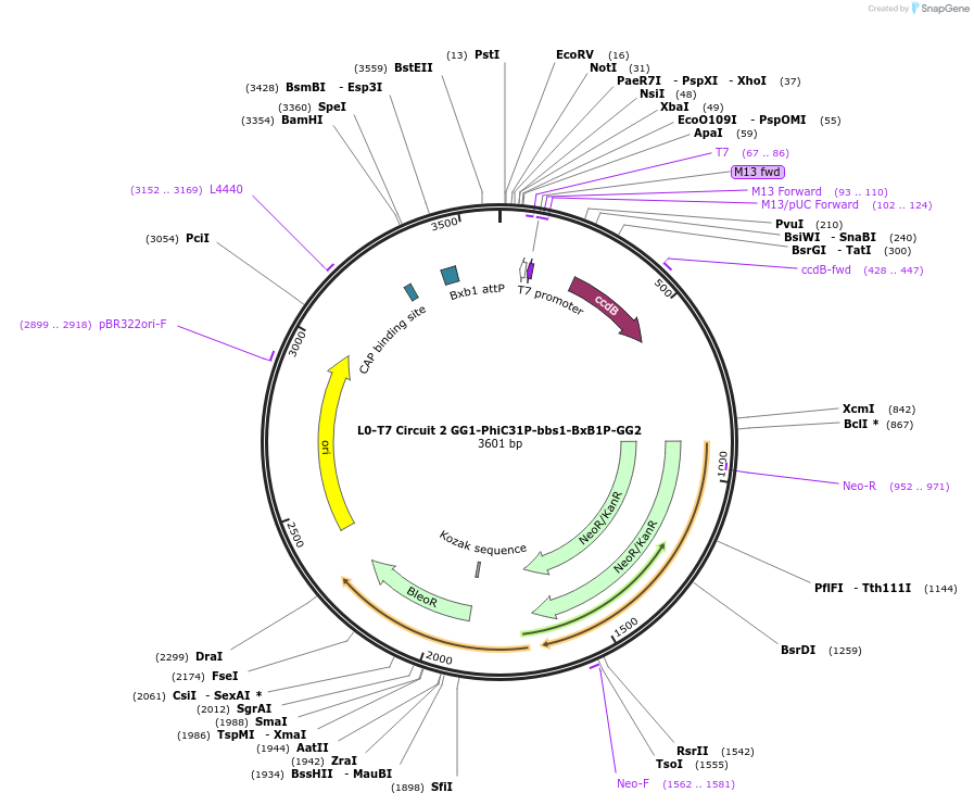 219692-plasmid-map-sequence-id-436049