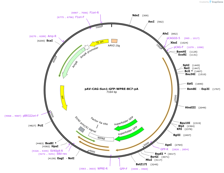 220759-plasmid-map-sequence-id-436072