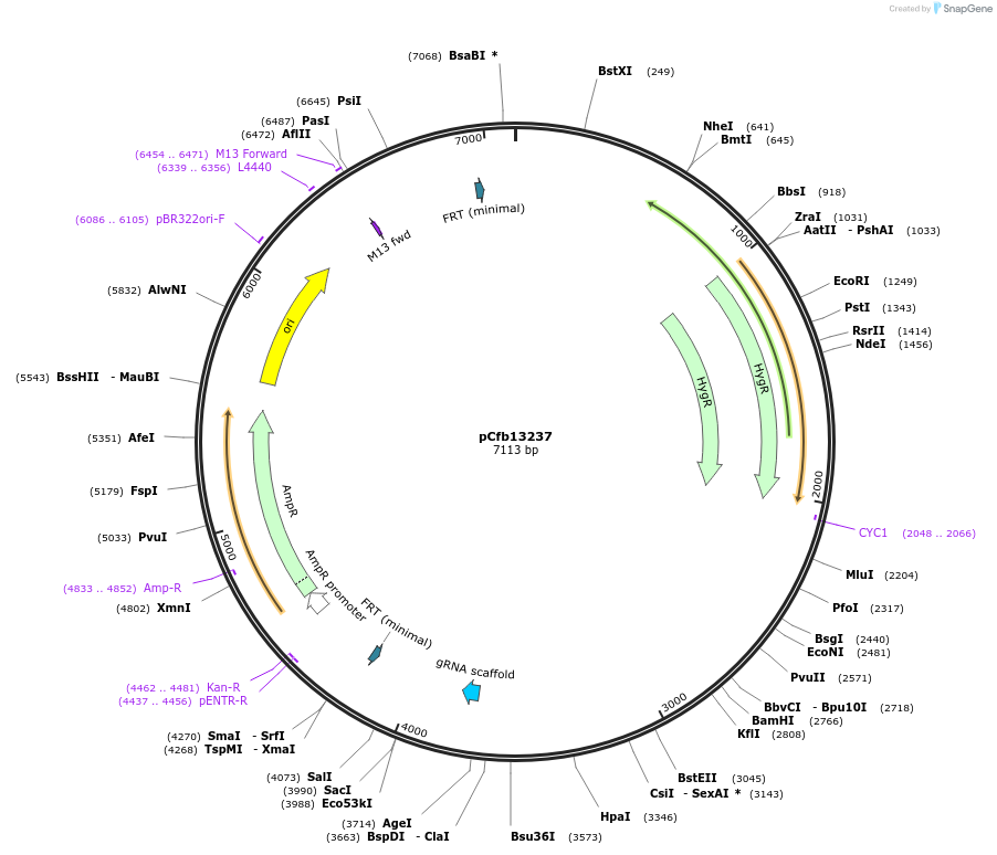 219910-plasmid-map-sequence-id-436073