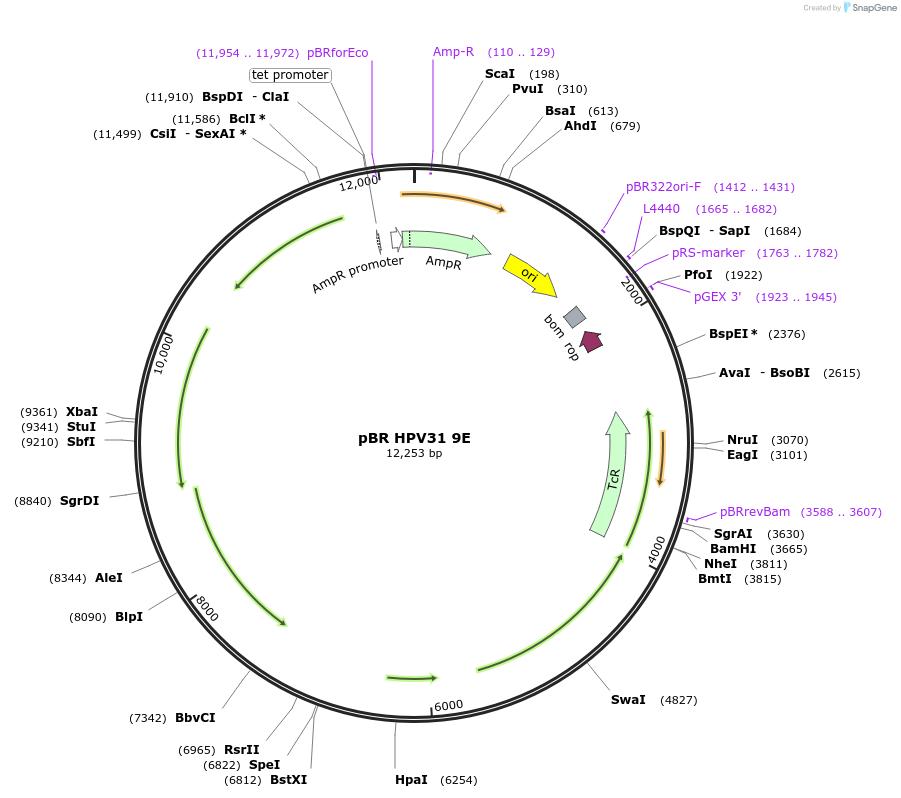 221009-plasmid-map-sequence-id-436075