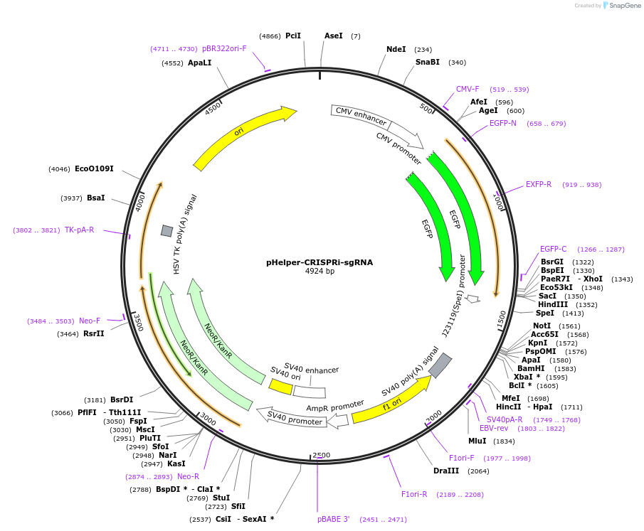 221135-plasmid-map-sequence-id-436077