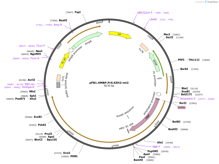 220240-plasmid-map-sequence-id-436096