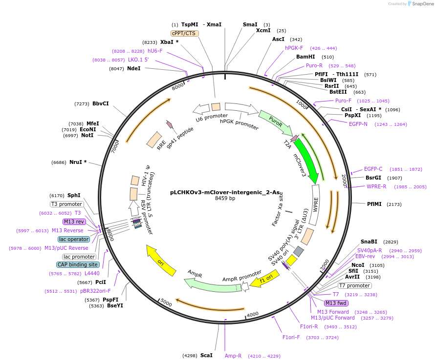 218814-plasmid-map-sequence-id-436107