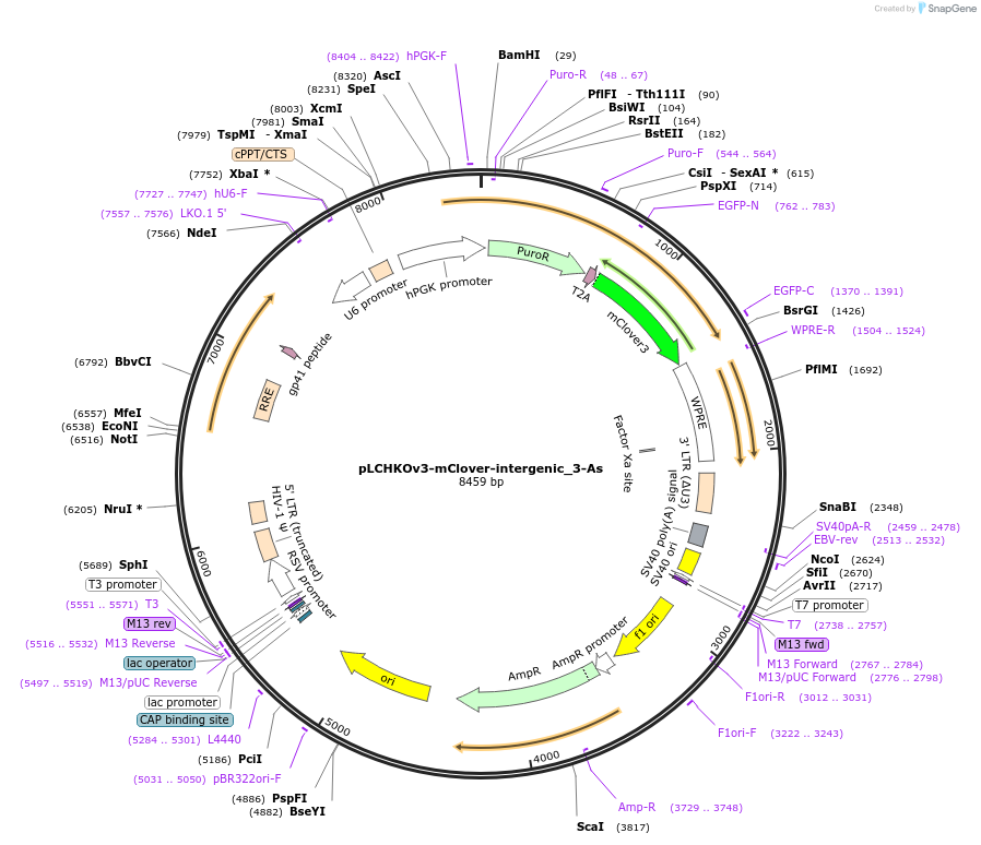 218815-plasmid-map-sequence-id-436108