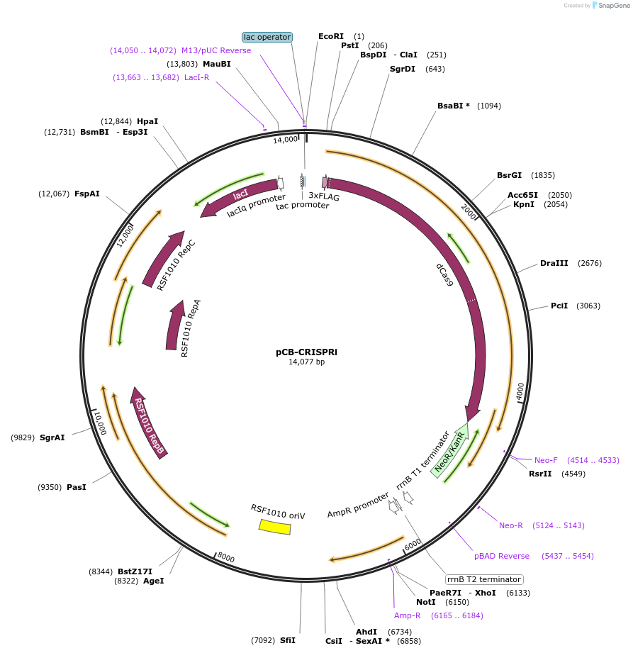 221136-plasmid-map-sequence-id-436148